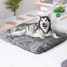 Strobel Memory Foam Pet Bed